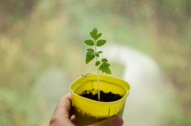 Tomato sprout in a green pot in hand on a blurry background with space for text