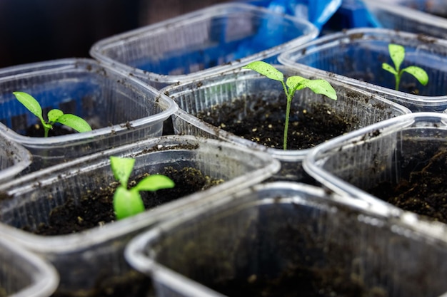 Tomato sprout in a transparent plastic cup Growing vegetables at home