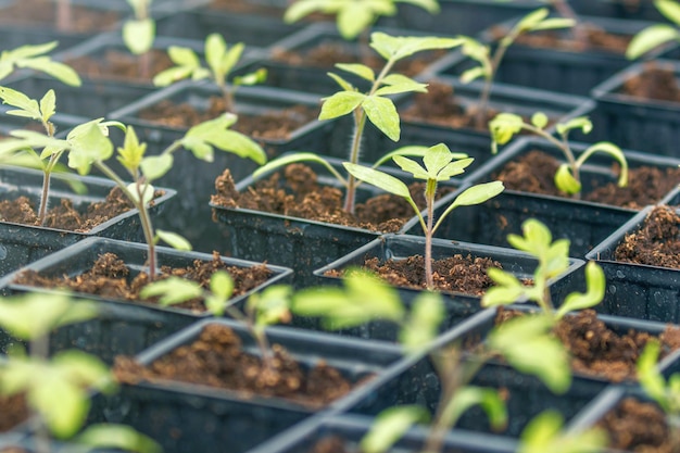 Tomato Sprouts Greenhouse Sprouted Tomato Potted Tomato Seedlings Spring Seedlings