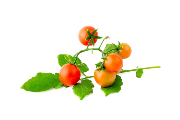 Tomato over white background