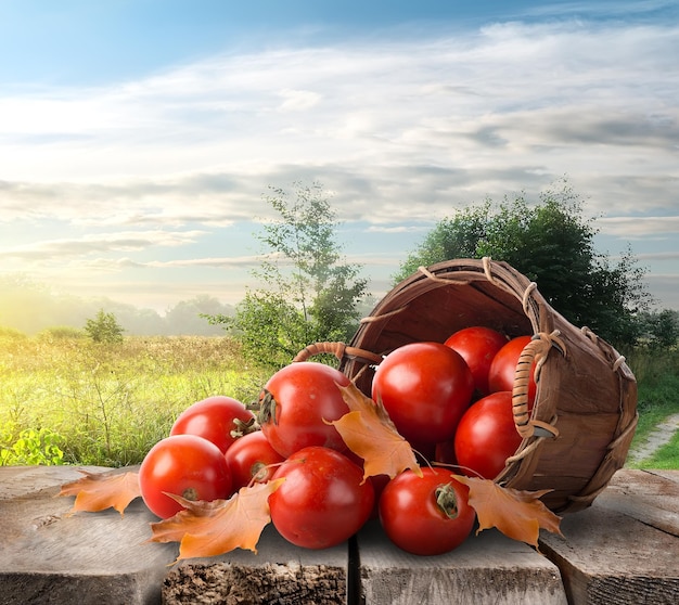 Tomatoes in a basket on the table and landscape