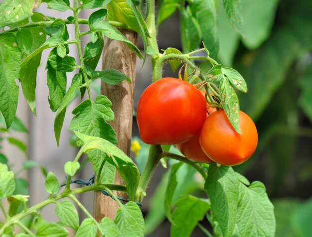 Tomatoes in a garden 