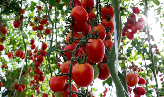 Tomatoes in the garden