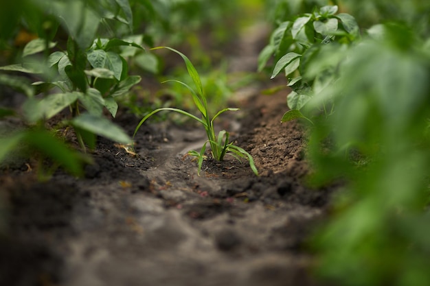 Tomatoes and green peppers in the garden Agriculture Garden beds Gardening