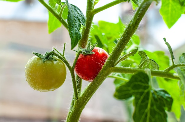 Tomatoes growing on a branch