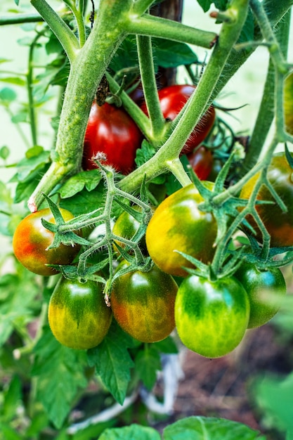 Tomatoes growing in a greenhouse. Vegetable growing concept