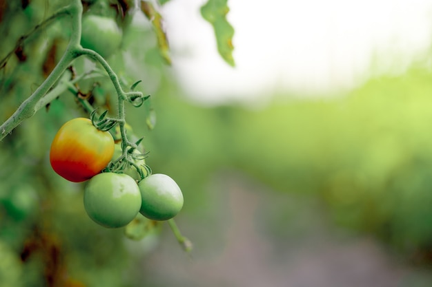 tomatoes grown in the garden Premium Photo