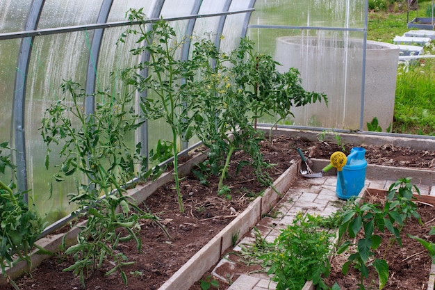 Tomatoes and peppers in a greenhouse. Gardening and watering concept