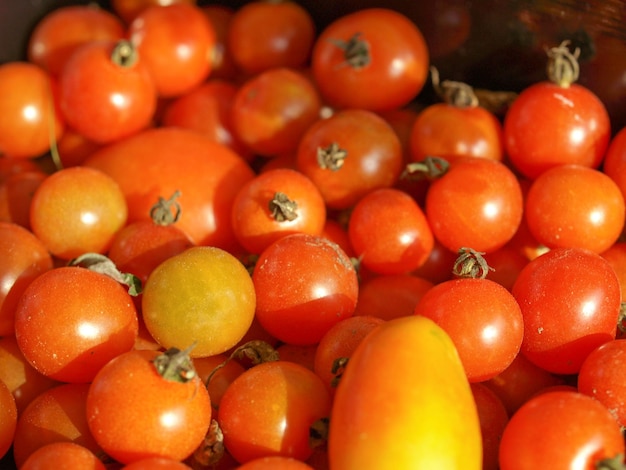 Tomatoes picture