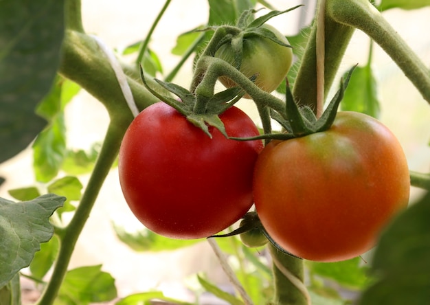 tomatoes ripen on a bush closeup in the greenhouse