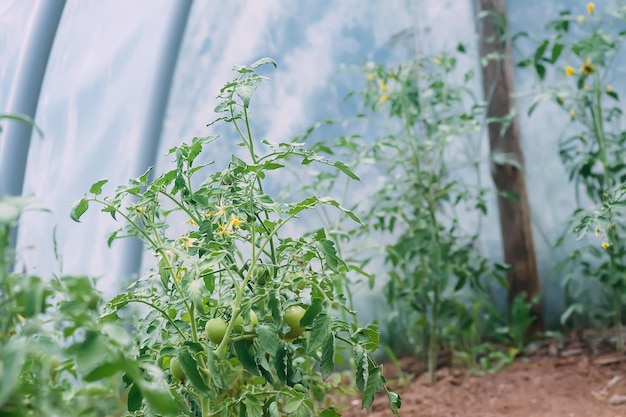 Tomatoes ripening in greenhouse Organic farm vegetables