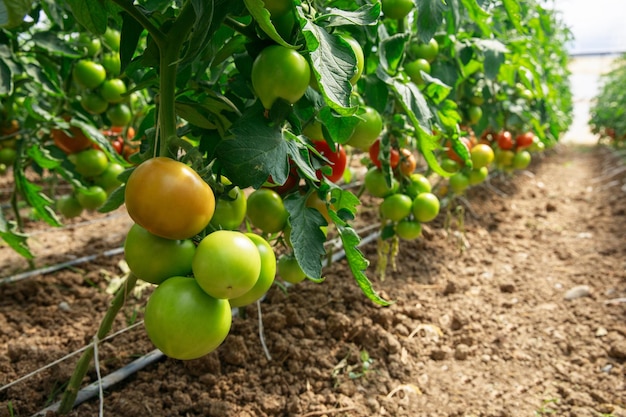 Tomatos in plants in greenhouse