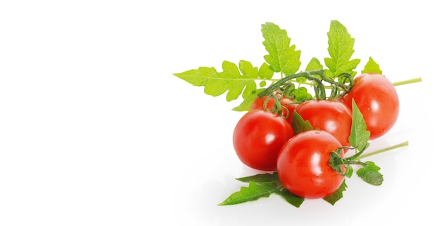 Tomatos on a white surface background