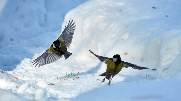 Tomtit is flying. Birds. Winter, Siberia. Russia.