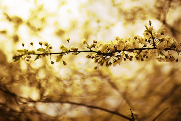 toned background spring tree branches with young leaves sun glare blur bokeh