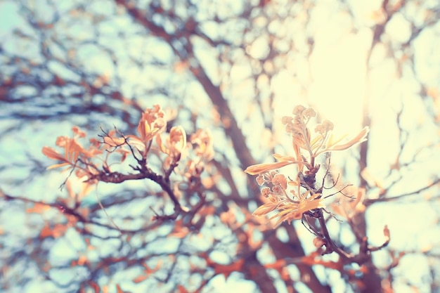 toned background spring tree branches with young leaves sun glare blur bokeh