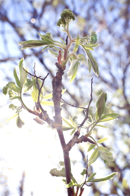 toned background spring tree branches with young leaves sun glare blur bokeh