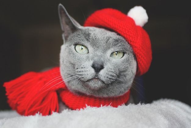 Toned portrait of a Russian blue cat in elegant red hat and scarf on dark background.