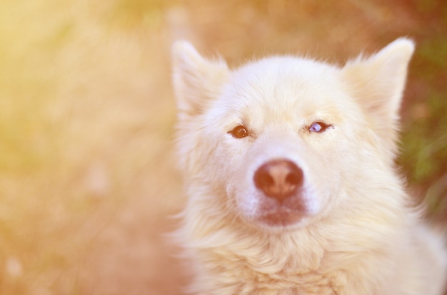 Toned portrait of the White Siberian Samoyed husky dog with heterochromia (a phenomenon when the eyes have different colors)