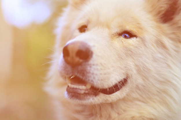 Toned portrait of the White Siberian Samoyed husky dog with heterochromia