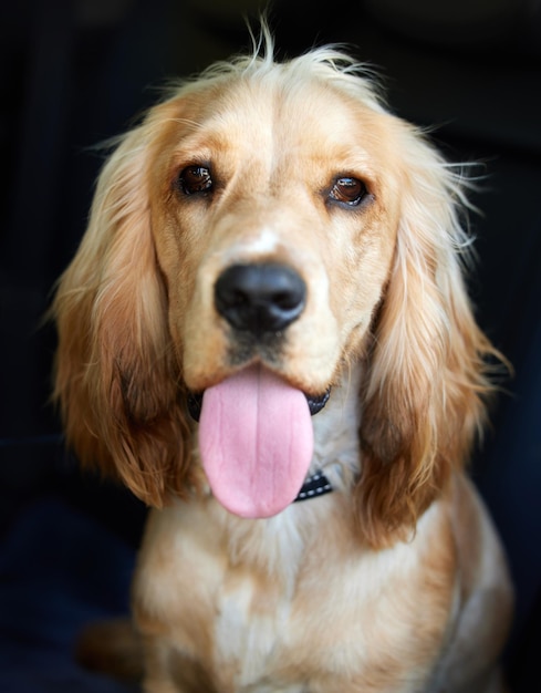 Tongue out Tuesday Portrait shot of an adorable cocker spaniel puppy with its tongue out against a black background