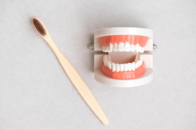 Tooth models and bamboo toothbrush on gray background