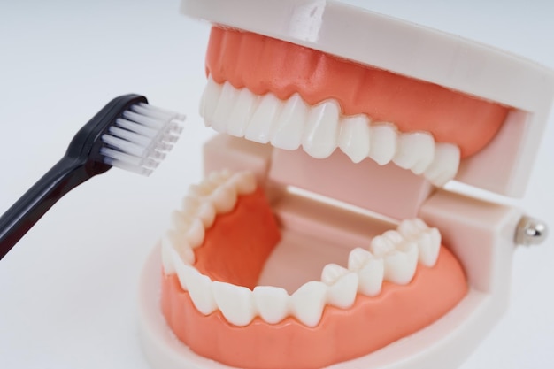 A toothbrush and dental model