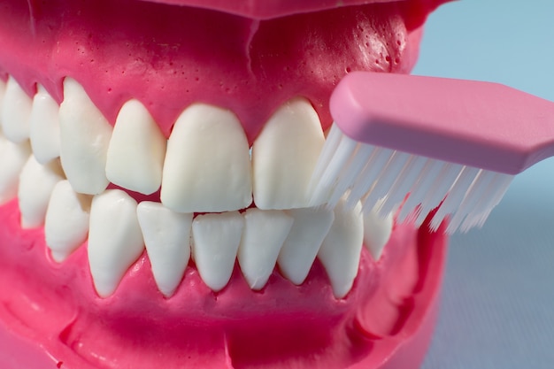 Toothbrush and layout of the human jaw on the blue background.