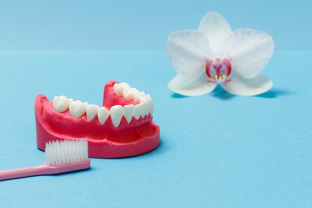 Toothbrush and layout of human lower jaw on the blue background