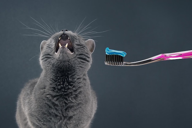 Toothbrush with toothpaste for brushing teeth with a gray cat feline veterinary and health care