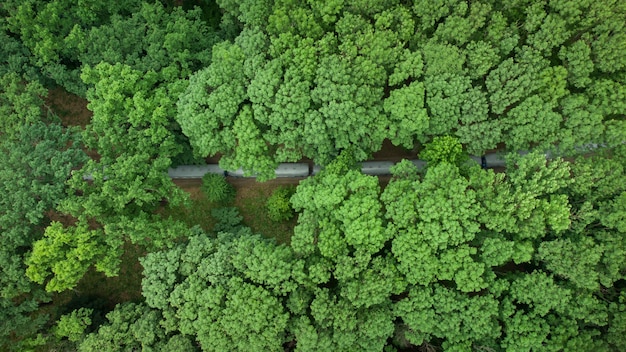 Photo top aerial view of a narrow gauge train moving through a beautiful summer green forest.