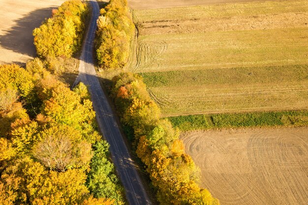 Top down aerial view of green and yellow canopies in autumn forest with many fresh trees.