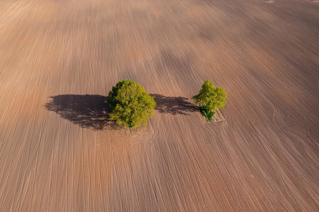 Top down aerial view on a two trees in the middle of a cultivated field field with tractor tracks