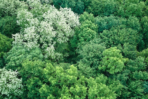 Top down flat aerial view of dark lush forest with blooming green trees canopies in spring