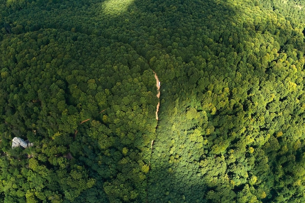 Top down flat aerial view of dark lush forest with green trees canopies in summer.