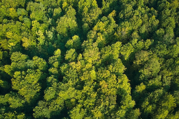 Top down flat aerial view of dark lush forest with green trees canopies in summer.