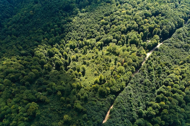 Top down flat aerial view of dark lush forest with green trees canopies in summer