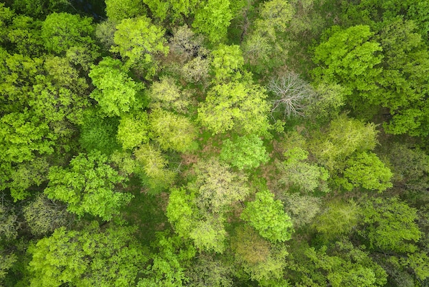 Top down flat aerial view of dark lush forest with green trees canopies in summer