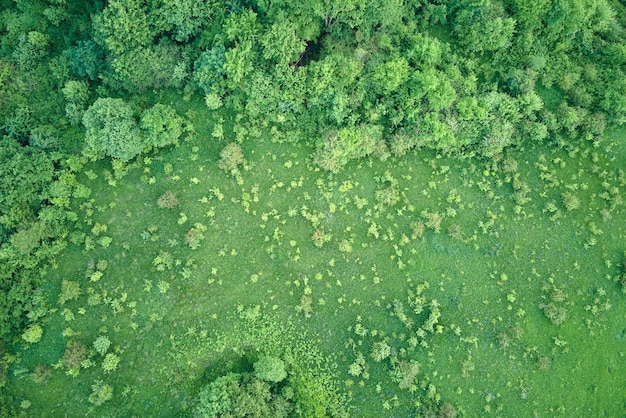 Photo top down flat aerial view of dark lush forest with green trees canopies in summer