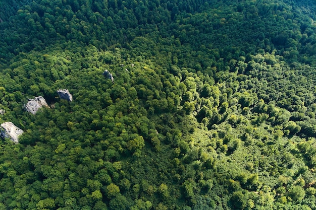 Top down flat aerial view of dark lush forest with green trees canopies in summer