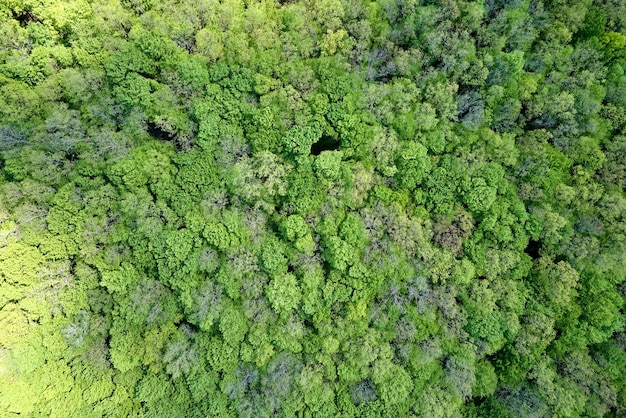 Top down flat aerial view of dark lush forest with green trees canopies in summer