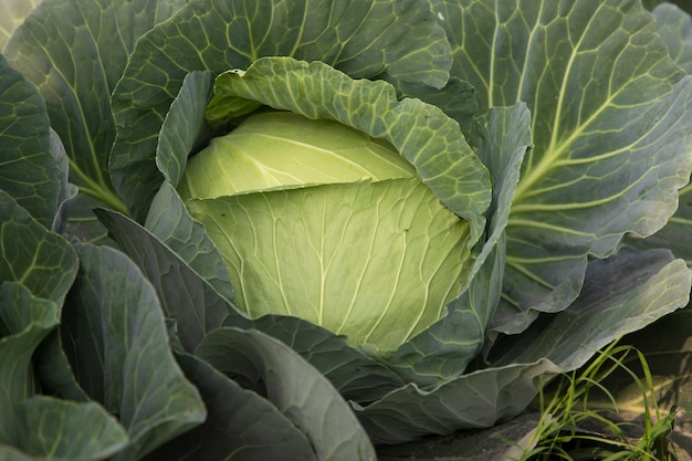 Top Front view Organic green cabbage