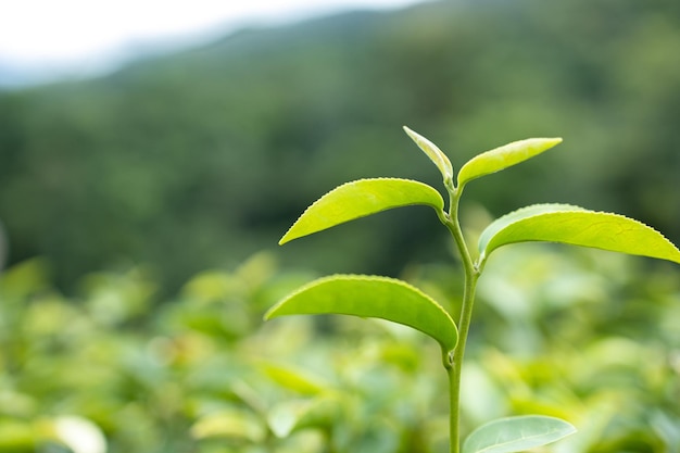 Top of Green tea leaf in the morning tea plantation