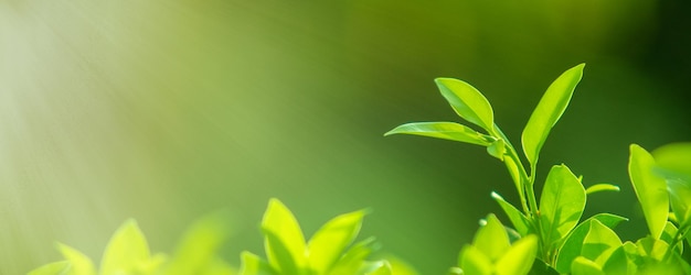 The top of the green tea leaves in the morning tea garden with light shining