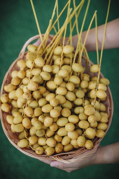 top of hands holding fresh dates fruit in bucket.