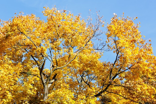 Top of maple tree with yellow autumn leaves on blue sky background.