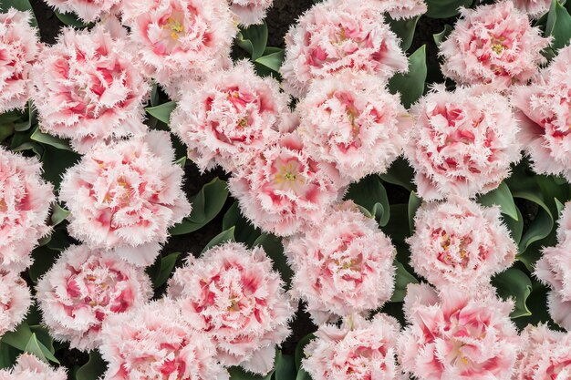 Top of nice red and white tulips