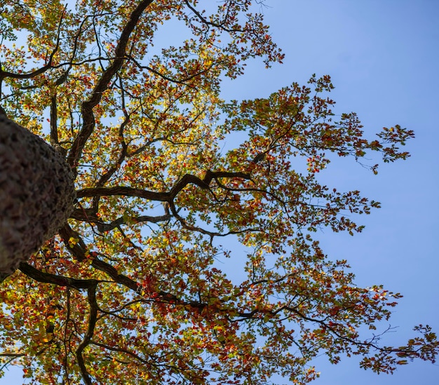 The top of an oak tree from below on the mountain Selective focus