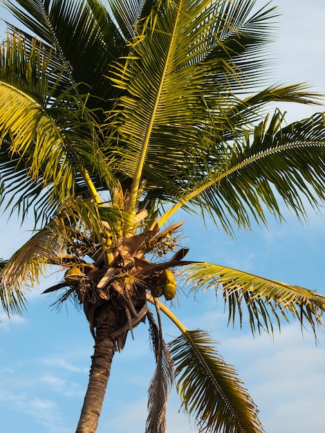 Top of the palm at the Chokoloskee Island.