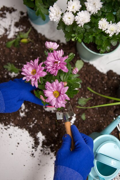 top of person's hands in blue gloves transplanting chrysanthemum